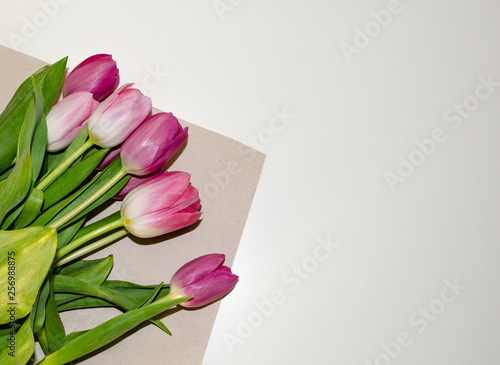 Fototapeta Naklejka Na Ścianę i Meble -  tulips, pink, isolated, tulip, white, background, flower, flowers, spring, bouquet, beautiful, holiday, green, beauty, plant, floral, blossom, composition, nature, summer, decoration, bright, celebrat