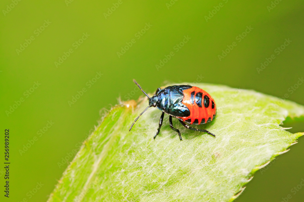 Zicrona caerulea on plant Zicrona caerulea on plant