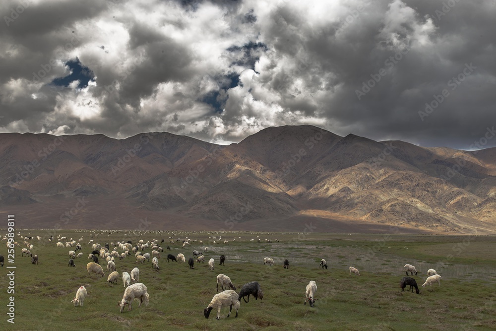 Wildlife photography in Ladakh