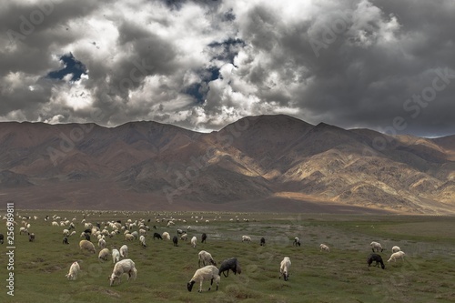 Wildlife photography in Ladakh © sayan