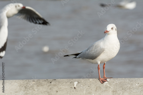 Seagull portrait against sea shore, White bird seagull sitting by the beach