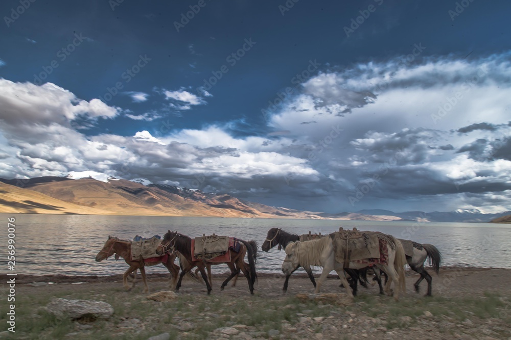 Wildlife photography in Ladakh