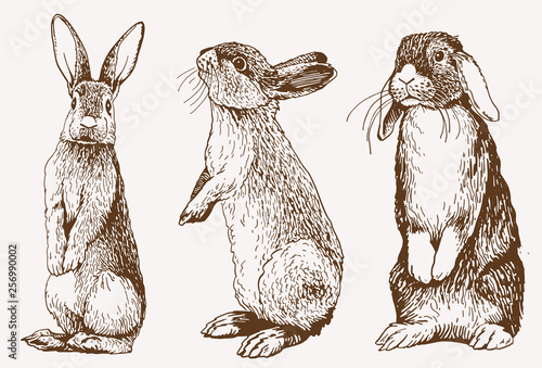 Graphical vintage set of bunnies ,vector retro illustration.