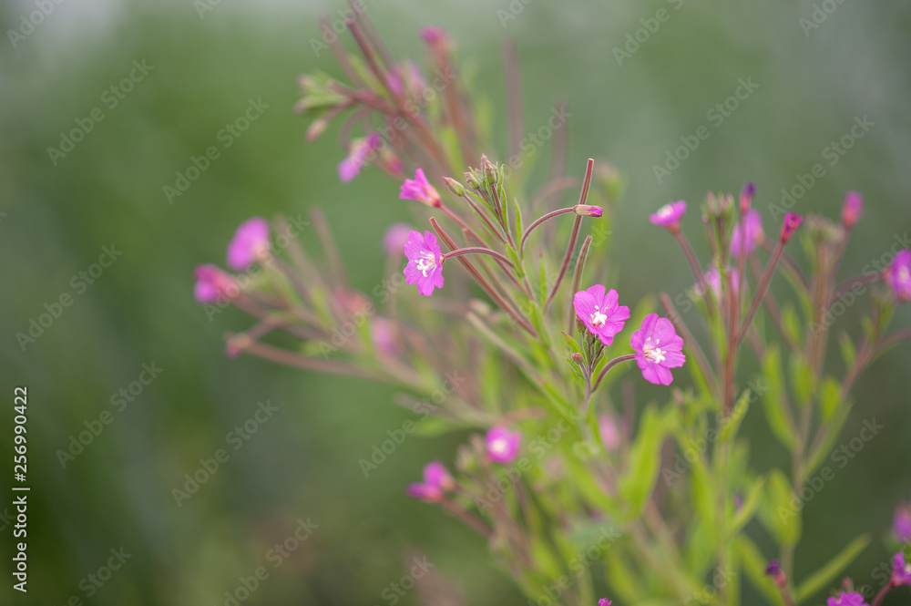 Fototapeta premium purple flowers in nature