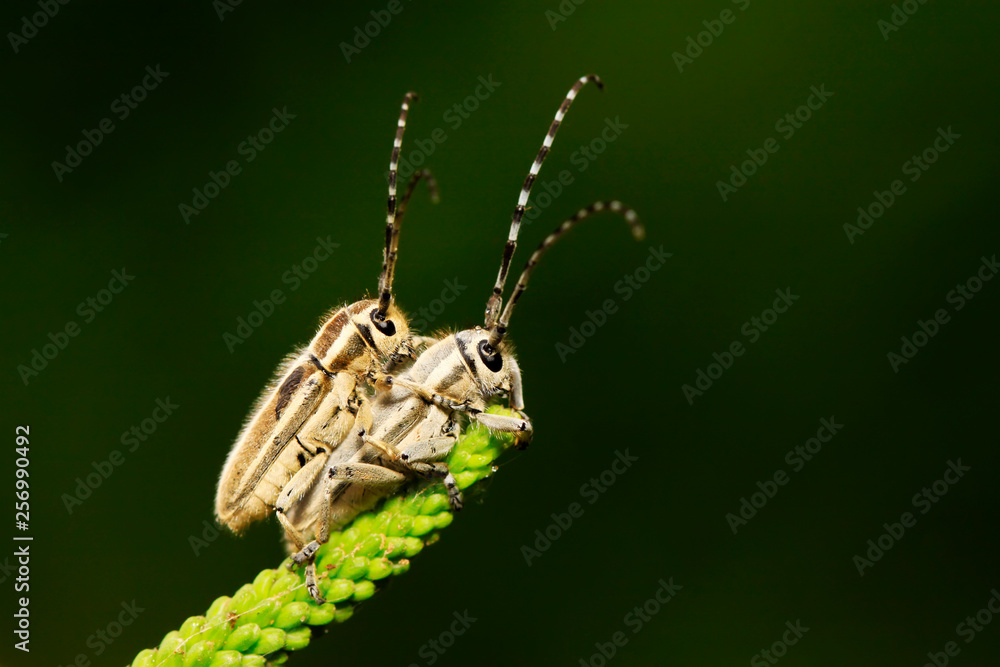 Fototapeta premium longicorn