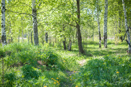 forest at noon in summer