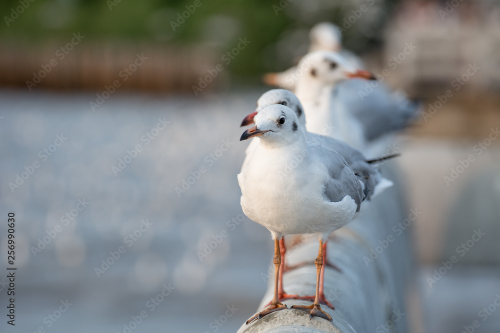 Obraz premium Seagull portrait against sea shore, White bird seagull sitting by the beach