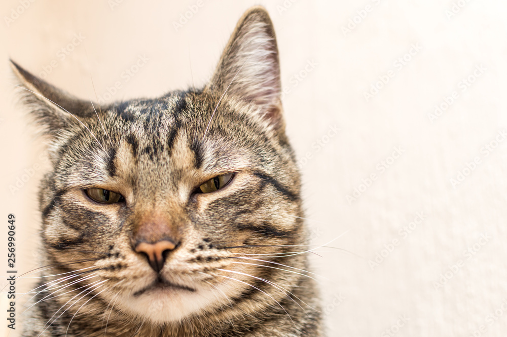 Portrait of the muzzle of a disgruntled cat close-up.
