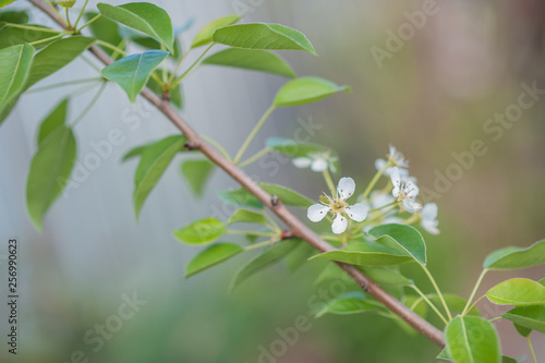 Blooming white flowers fruit tree: Apple, pear in the garden in early spring. Horizontal photography 