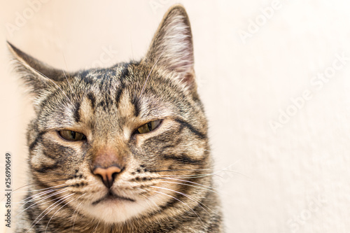 Portrait of the muzzle of a disgruntled cat close-up.