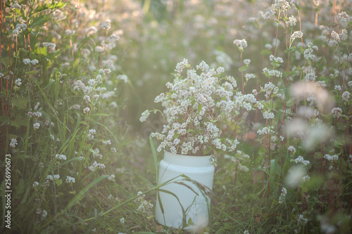 buckwheat white flowers