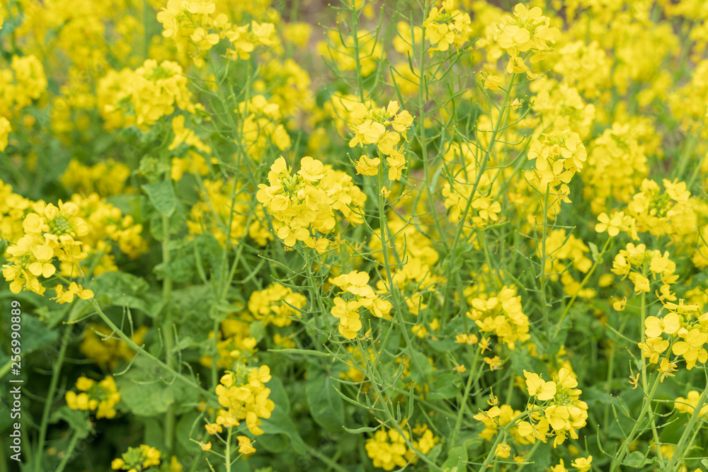 菜の花