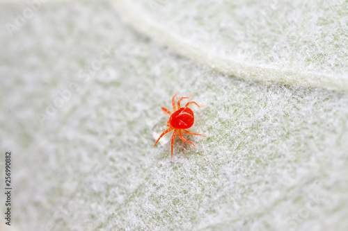 Φωτογραφία red mite on plant