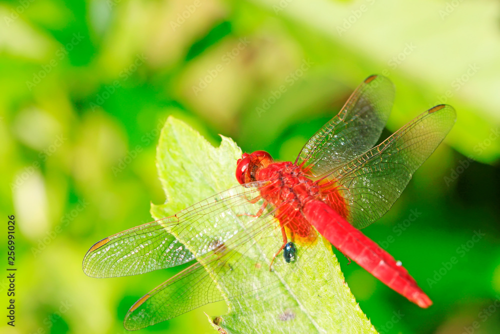 red dragonfly red dragonfly