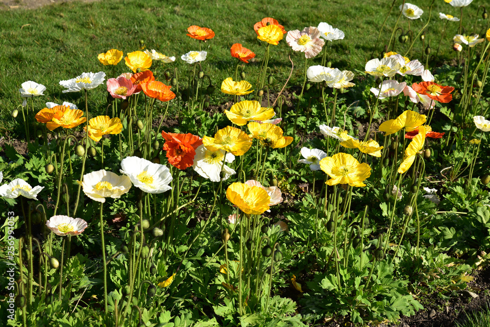 Fototapeta premium Pavots multicolores au jardin au printemps