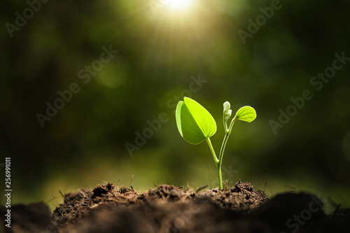 young plant growing with sunshine in nature