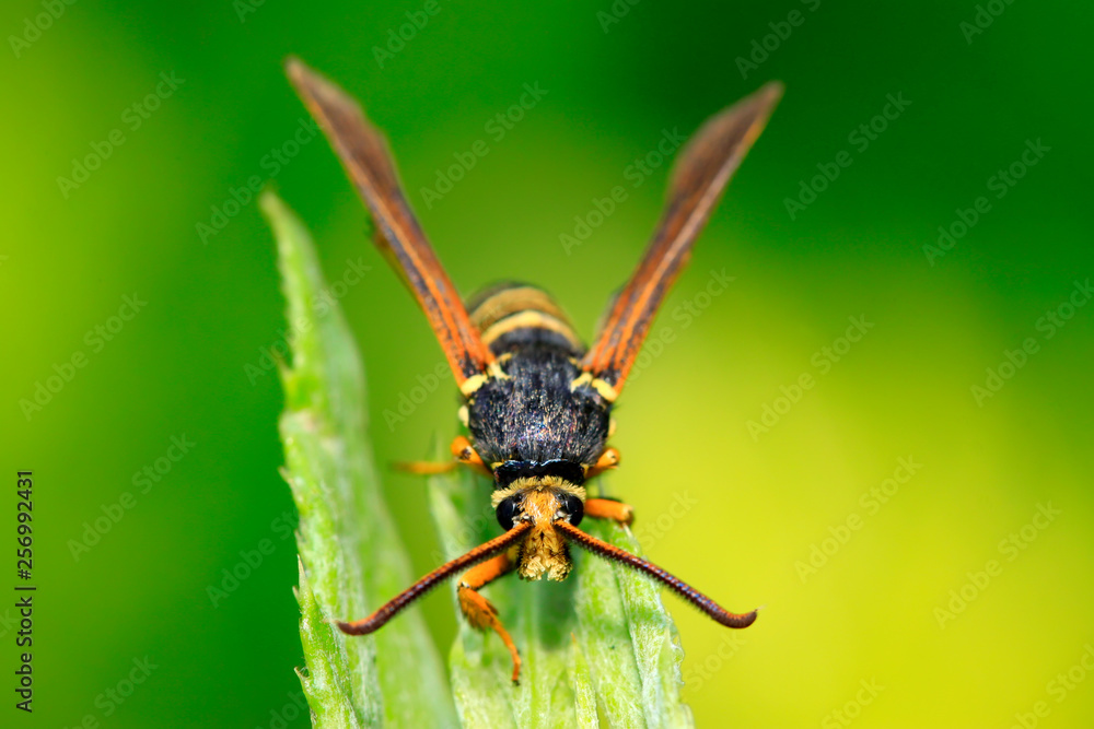 Fototapeta premium Aegeriidae insects on plant