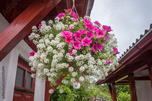 Hanging pot with beautiful flowers at the front porch. Landscape design and gardening. Close-up