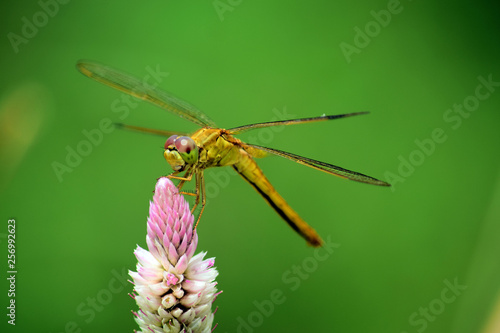 dragonfly on leaf © Eksapedia
