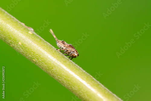 tiny insects on plant