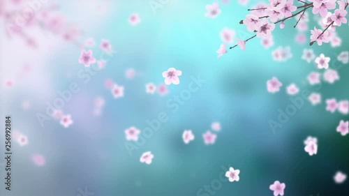 White petals of sakura falling on romantic blue abstract background. Looped 4K motion spring blossom graphic.