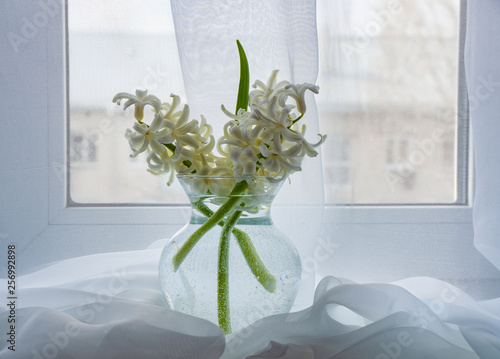 window, curtain, vase, bouquet, white, hyacinths, tenderness, fragrance, beauty