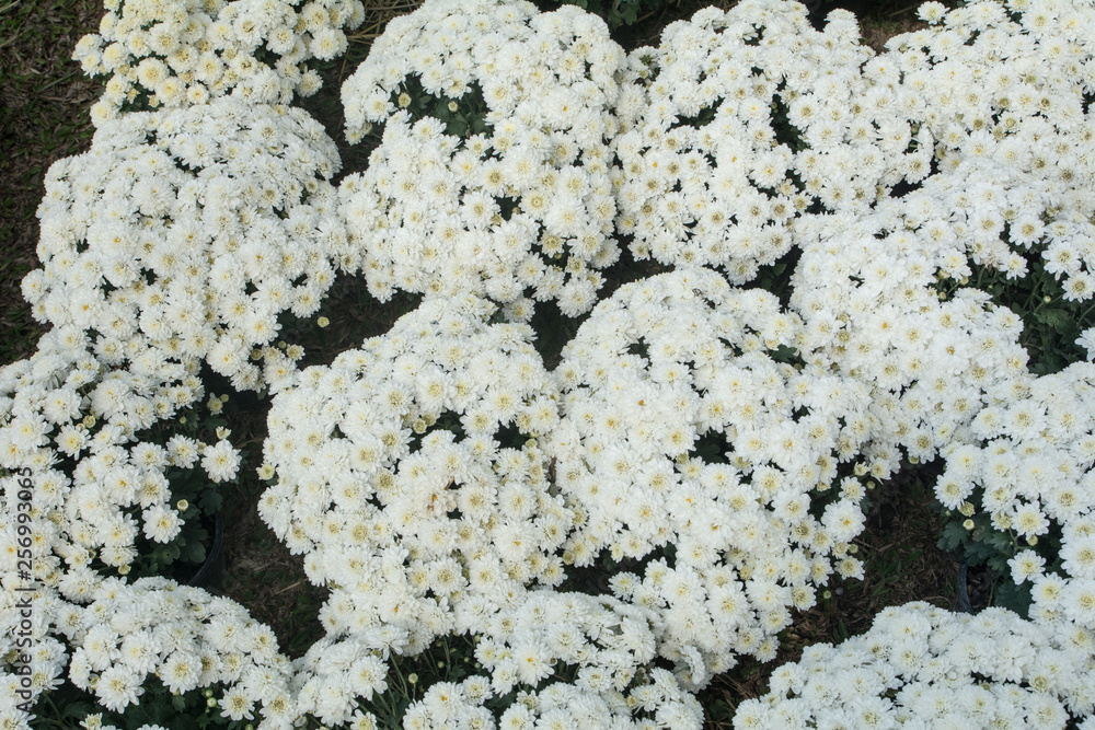 Beautiful white chrysanthemum as background picture, Chrysanthemum wallpaper Beautiful white chrysanthemum as background picture, Chrysanthemum wallpaper