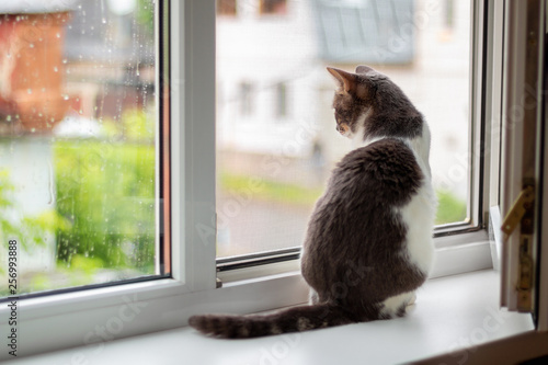 Cat sits on the windowsill near an open window, for which goes rain