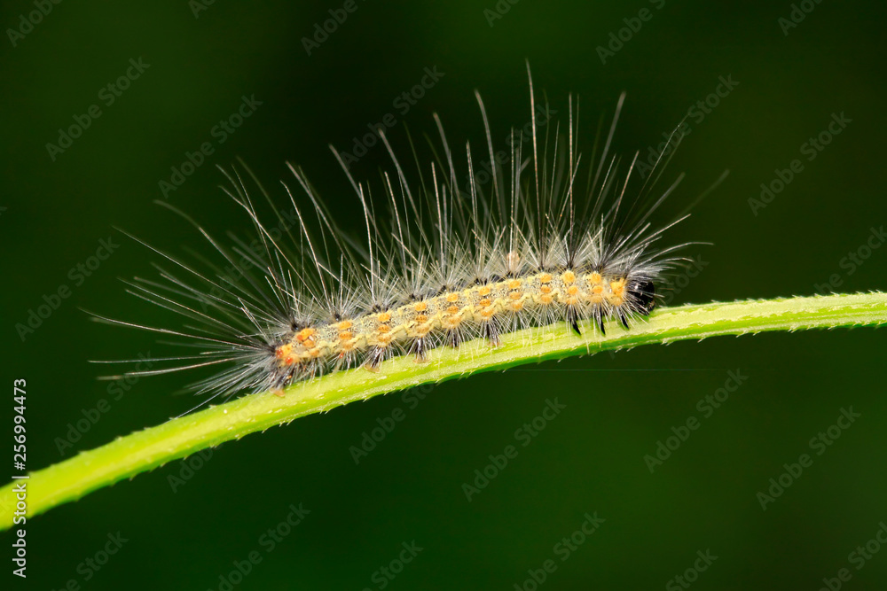 caterpillar on green leaf