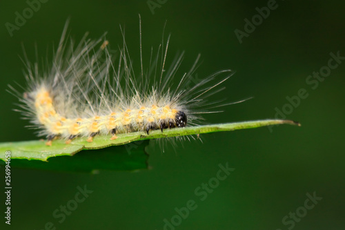 caterpillar on green leaf