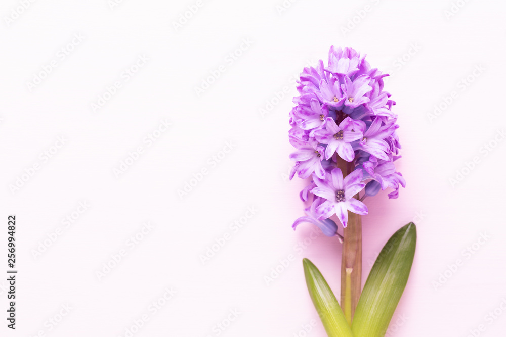 Flowers composition with hyacinths. Spring flowers on color background. Easter concept. Flat lay, top view.