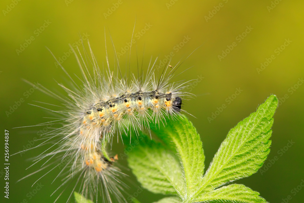 caterpillar on green leaf