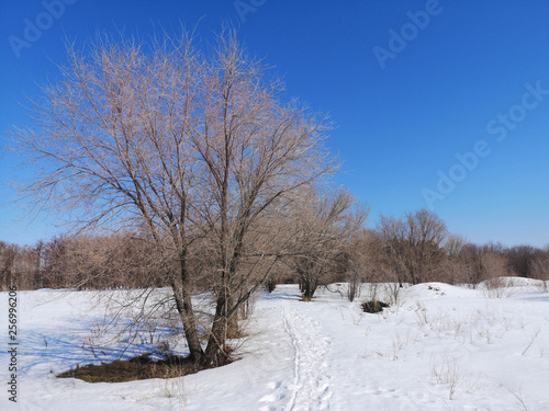 Winter Russian forest landscape with trees in early spring, melting snow