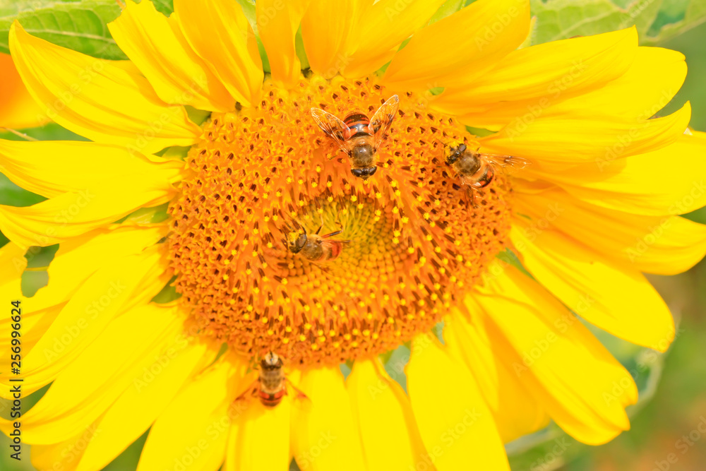 Syrphidae on plant Syrphidae on plant
