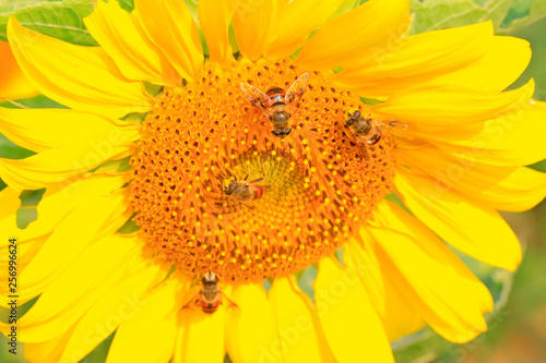 Syrphidae on plant