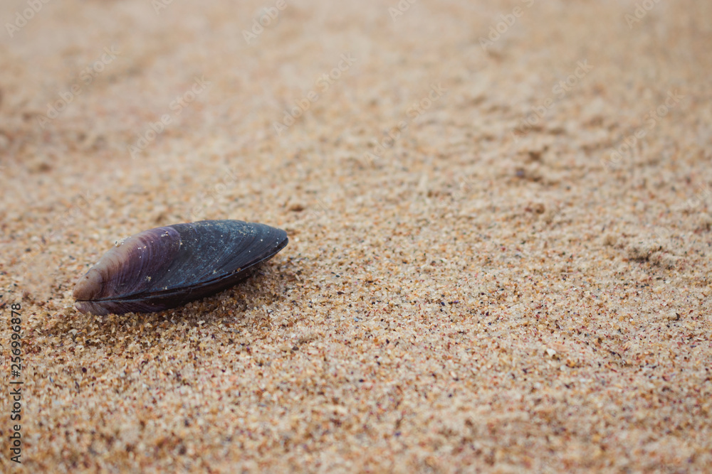 Closed sea mussel shell on the beach sand. Marine theme. Natural background. Image with place for text. Closed sea mussel shell on the beach sand. Marine theme. Natural background. Image with place for text.