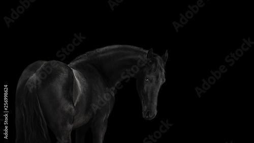 Silhouette of a beautiful frisian horse on black background isolated photo