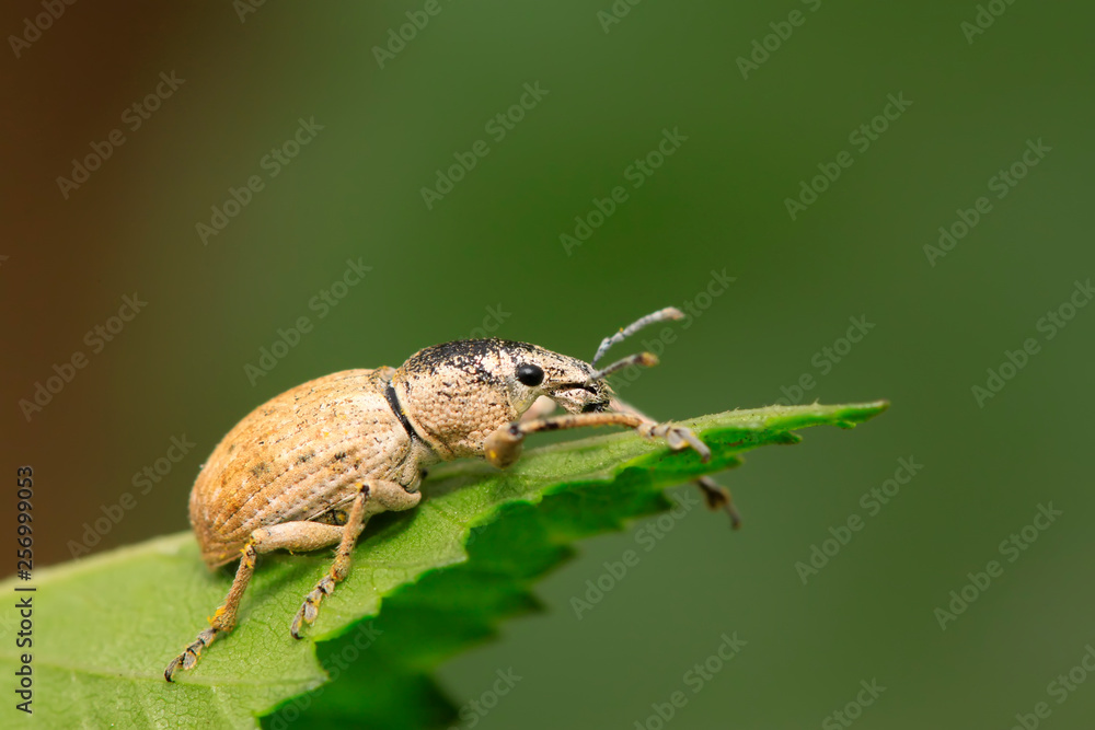 weevil on plant
