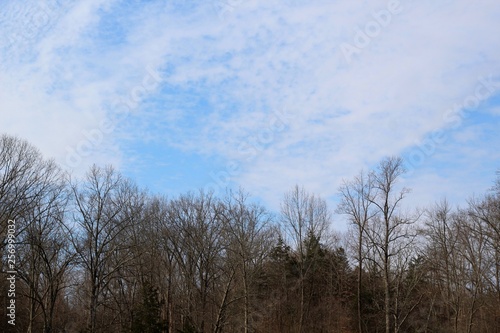 The thin clouds over the bare tree line of the forest.