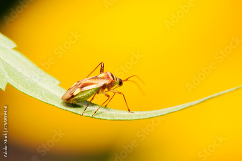 Wallpaper Mural stinkbug on green leaf Torontodigital.ca