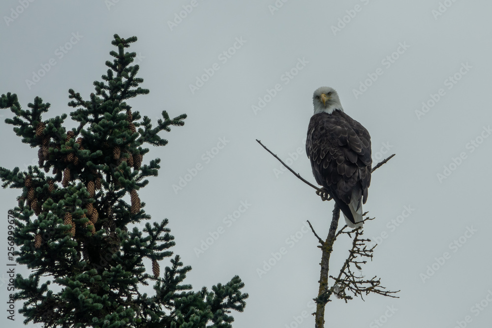 Bald eagle landed in a pine tree branch, Alaska Bald eagle landed in a pine tree branch, Alaska