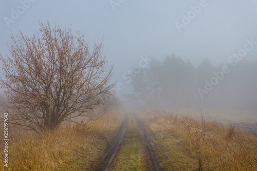 ground rural road among a field in a mist
