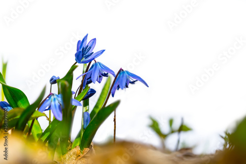heap of small beautiful blue spring snowdrop isolated on a white background