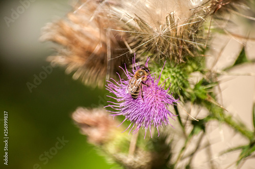 A beautiful color of blooming head donkey thistle with wild bee on it closeup as natural background