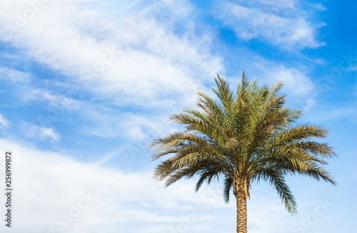 simple summer scenery landscape with single palm tree on vivid blue sky with white clouds background  travel and south vacation concept photography