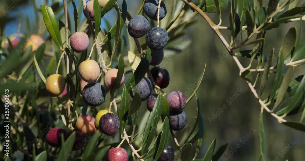 France, Branch of olive tree with olives France, Branch of olive tree with olives