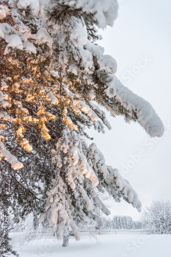 A tree covered in snow near Sirkka in Lapland, Finland photo