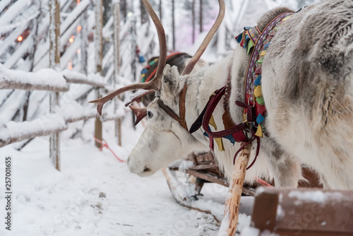Reindeer in Rovaniemi, Finland