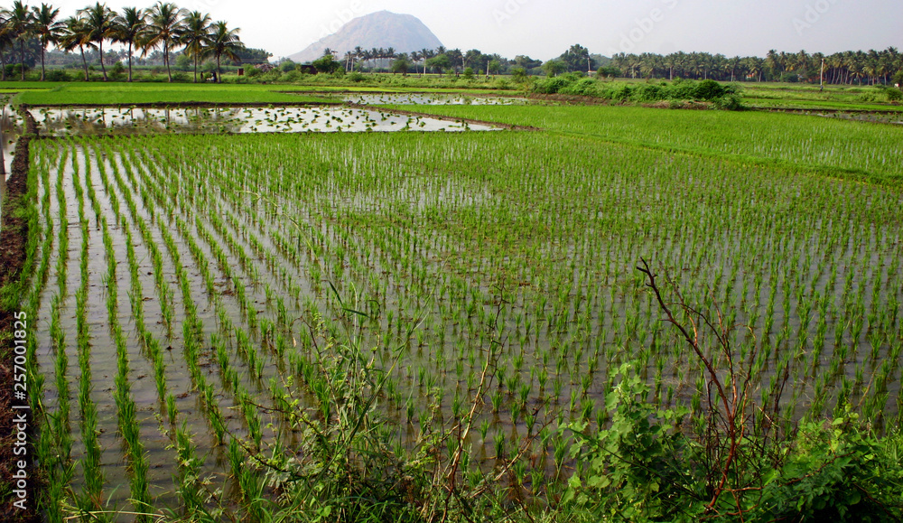 rice fields with mountain in background in India rice fields with mountain in background in India
