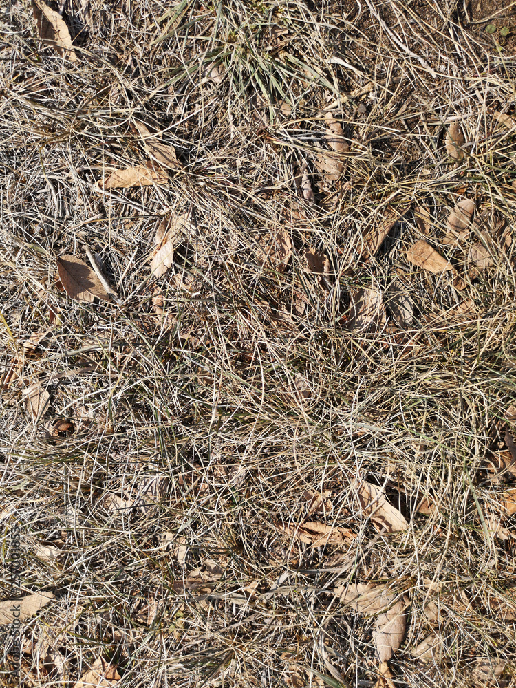 Texture of dry grass and leaves closeup in Russia, in March Texture of dry grass and leaves closeup in Russia, in March